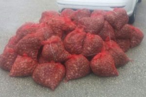 Ka&ccedil;ak&ccedil;ıların yeni g&ouml;zdesi: Kum midyesi
