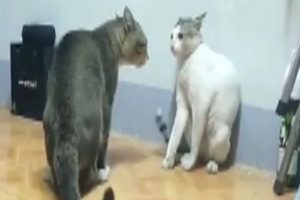 Boks&ouml;r kediler sosyal medyayı salladı