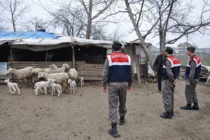 Koyun hırsızları bakın nasıl bulundu