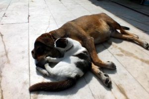 K&ouml;pek, kedi yavrusunu emziriyor