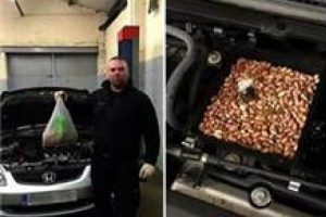 Sincap arabanın motorunu fıstıkla doldurunca...