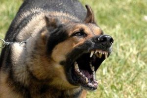 Sokak k&ouml;pekleri kadını par&ccedil;aladı