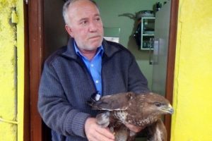 Yaralı şahine taksici sahip &ccedil;ıktı