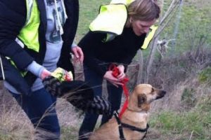 K&ouml;peği kaybolunca havalimanını ayağa kaldırdı