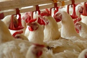B&uuml;y&uuml;k korku! 30 yıl sonra T&uuml;rkiye'de yeniden ortaya &ccedil;ıktı!