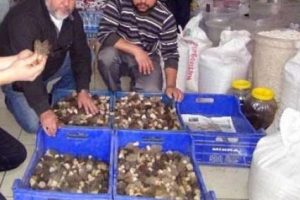 Yaşı 100, kurusu 600 lira