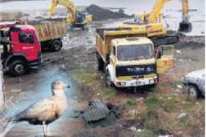 İş makineleri geldi, kuşlar gitti