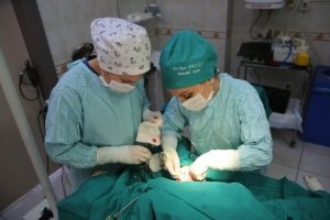 Silahla vurulan k&ouml;pek Nil&uuml;fer'de hayata tutundu