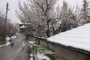 Beypazarıda &ccedil;i&ccedil;ek a&ccedil;an meyve ağa&ccedil;ları kar altında kaldı