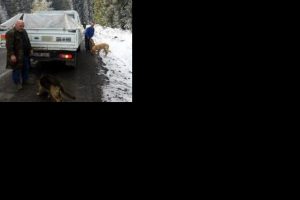 &Ouml;l&uuml;me terk edilen k&ouml;peklere belediye sahip &ccedil;ıktı