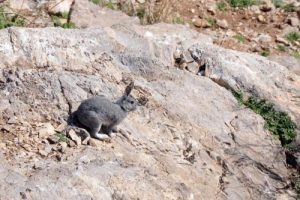 Akdamar Adası'ndaki tavşanlar toplanıyor
