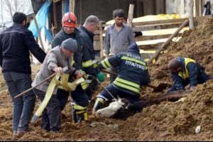 Erzurum'da inek kurtarma operasyonu