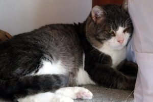"Obez kedi" diyetle 4 ayda 5,5 kilo verdi