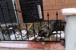 Kafası korkuluklara sıkışan k&ouml;peğe yardım eli itfaiyeden geldi