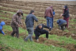 İneg&ouml;l'de 150 bin fidan toprakla buluştu