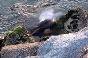 Maltepe sahilinde kadın cesedi bulundu