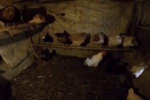 G&uuml;neş tutulması tavukları fena &ccedil;arptı !