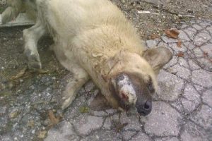 3 k&ouml;pek ve 2 kedi zehirli yiyecekle itlaf edildi