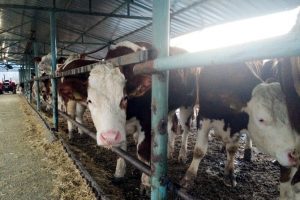 Yerli sığıra rağbet fiyatları da u&ccedil;urdu