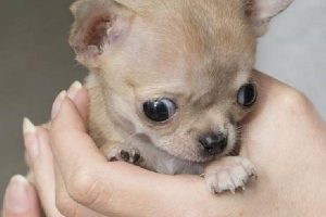 D&uuml;nyanın en k&uuml;&ccedil;&uuml;k Chihuahua cinsi k&ouml;peği Polonya'da
