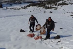 Ağrı Dağı'na yaban hayvanları i&ccedil;in yem bırakıldı