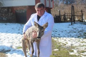 Orman k&ouml;ylerinden g&ouml;&ccedil;, karacalara yaradı