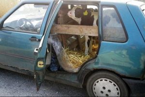 Her yere gidebilen seyyar ahır şoke etti