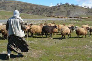 G&ouml;&ccedil;erlerin yayla hazırlığı başladı