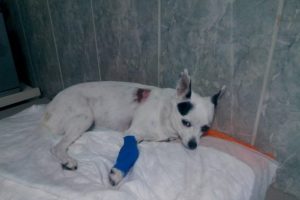 İnsanlara takılan stente ilk kez bir k&ouml;peğe takıldı