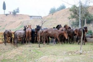 Kesilmeyi bekleyen 24 at ele ge&ccedil;irildi