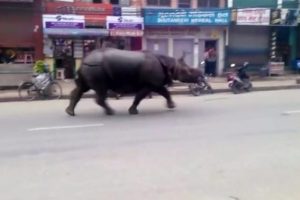 Nepal'de gergedan dehşeti: 1 &ouml;l&uuml;, 6 yaralı