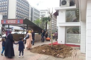 Bursa'da tarihi &ccedil;ınar kesildi, yerine ise...