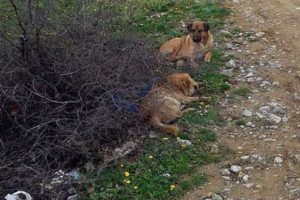 K&ouml;pekleri anestezi ile bayıltıp...
