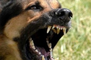Yaşlı kadını sokak k&ouml;pekleri par&ccedil;aladı