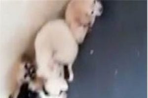 Vahşet! Hayatta kalmak i&ccedil;in birbirlerini yediler!