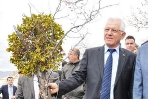 Kapadokya'da ağa&ccedil;larda &ouml;kse otu temizliği