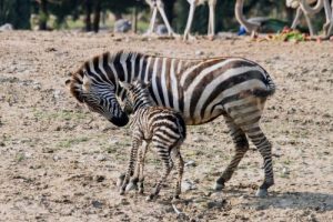 Doğal Yaşam'ın ilk yavru zebrası