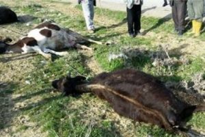 Kopan elektrik teli b&uuml;y&uuml;kbaş hayvanı telef etti