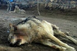K&ouml;ye inen kurdu kangal k&ouml;pekleri boğdu