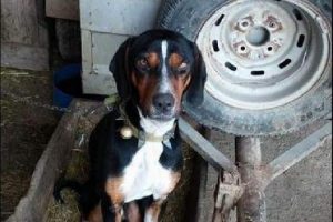 Kaybolan k&ouml;peğini avcının sayfasında buldu
