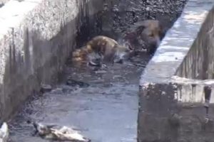 K&ouml;yl&uuml;ler, k&ouml;pekleri i&ccedil;in petrol kampına saldırdı