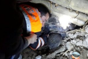 K&ouml;pekleri beslemek isterken &ouml;l&uuml;yordu