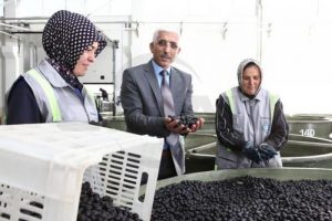Marmarabirlik'ten organik zeytin
