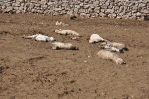 Sokak k&ouml;pekleri 20'sini par&ccedil;aladı