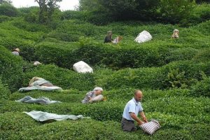 Yaş &ccedil;ay destekleme pirimi &ouml;denmeye başladı