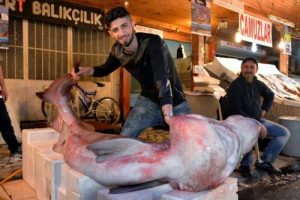4 metre boyunda k&ouml;pek balığı yakalandı