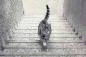 Sosyal medyanın yeni &ccedil;ılgınlığı bu kedi!