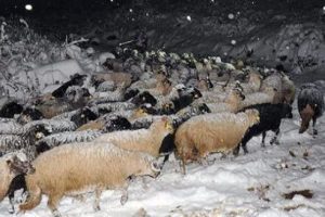 Bursa'da karda mahsur kalan &ccedil;obanlar s&uuml;r&uuml;lerini terk etmiyor