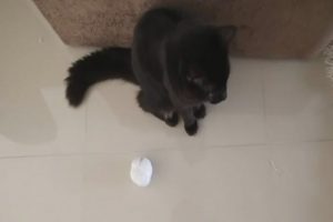 Bu da Taffarelin kedi versiyonu