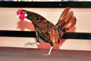 Bu tavuğun yumurtası 20 lira!